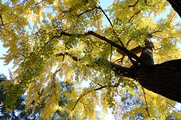 cambiar-altura-y-perspectiva cambiar altura y perspectiva