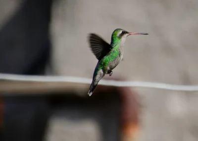 Colibrí volando