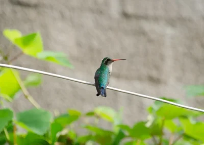 Colibrí parado en una soga