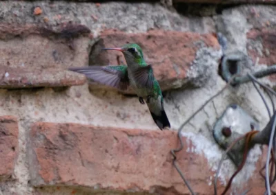 Colibrí volando