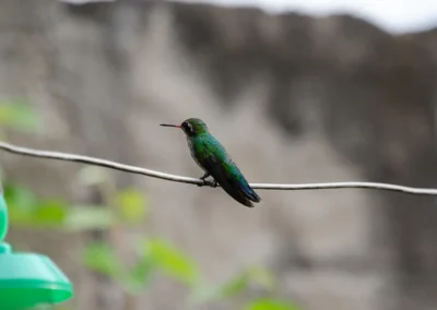 Colibrí parado en una soga
