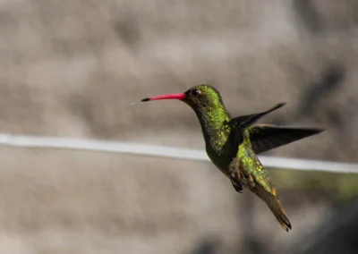 Colibrí volando