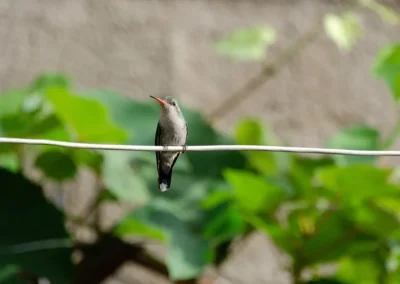 Colibrí parado en una soga
