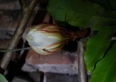 la flor que vive una noche 1