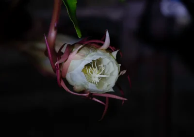 la flor que vive una noche 2