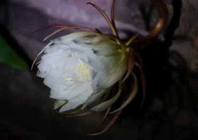 la flor que vive una noche 3