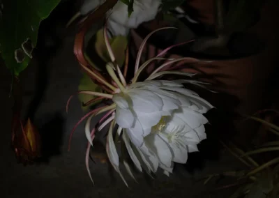 la flor que vive una noche 4