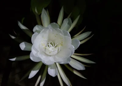 la flor que vive una noche 5