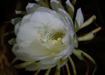 la flor que vive una noche 6