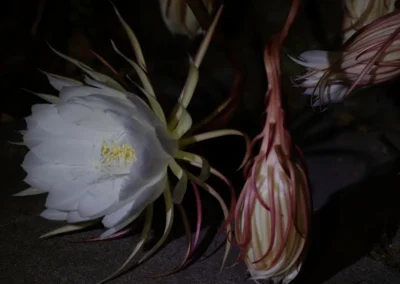 la flor que vive una noche 7