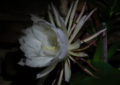 la flor que vive una noche 8
