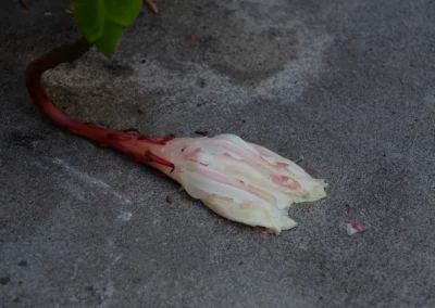 la flor que vive una noche 9