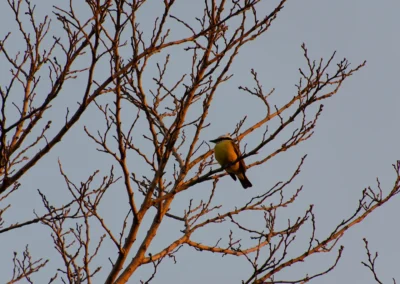 Pájaro en una rama