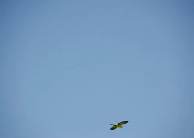 Pájaro volando