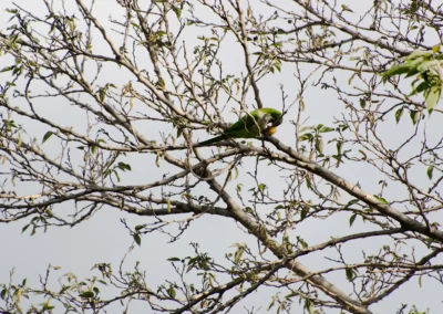 Pájaro en una rama comiendo un nispero