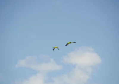 Dos pájaros volando