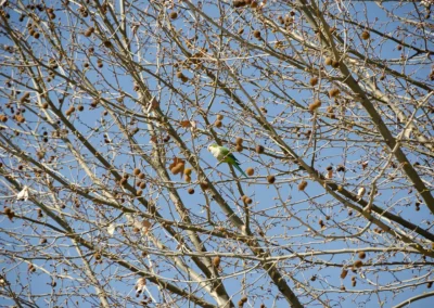 Pájaro en una rama