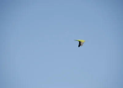 Pájaro volando