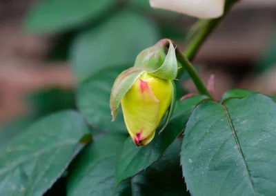 Pimpollo de rosa amarilla