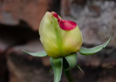 Pimpollo de rosa amarilla