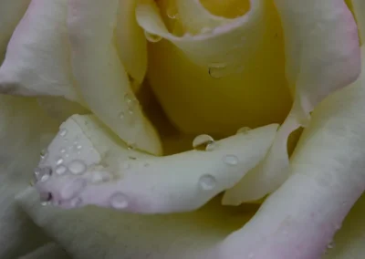 Rosa amarilla con gotas de lluvia