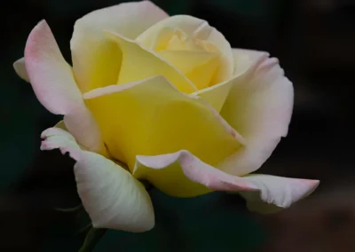 Rosa amarilla